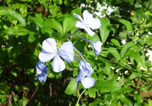 plumbago-3