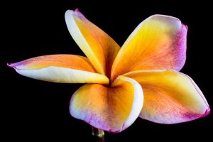 plumeria