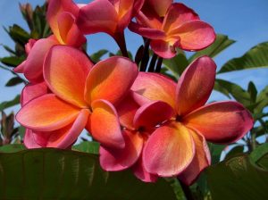 plumeria