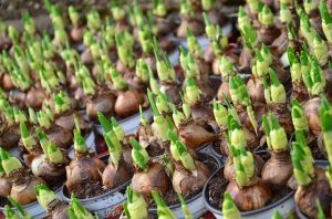preparare-giardino-inverno-bulbi