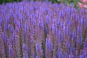 salvia