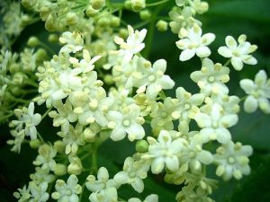 Fiori di sambuco nigra