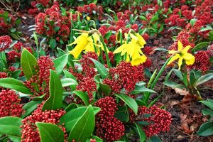 skimmia-2