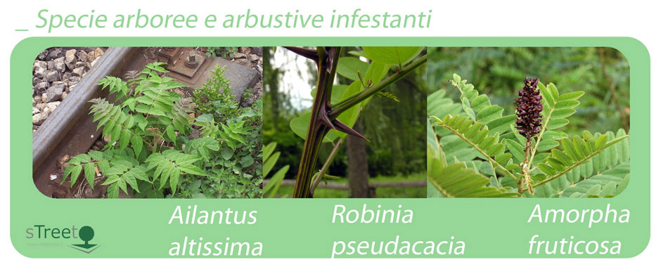 specie arboree arbustive infestanti