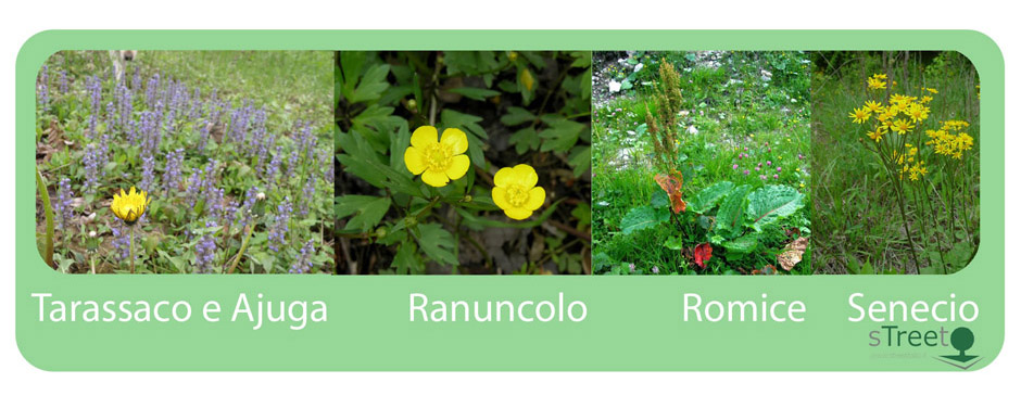 tarassaco-ranuncolo-romice-senecio