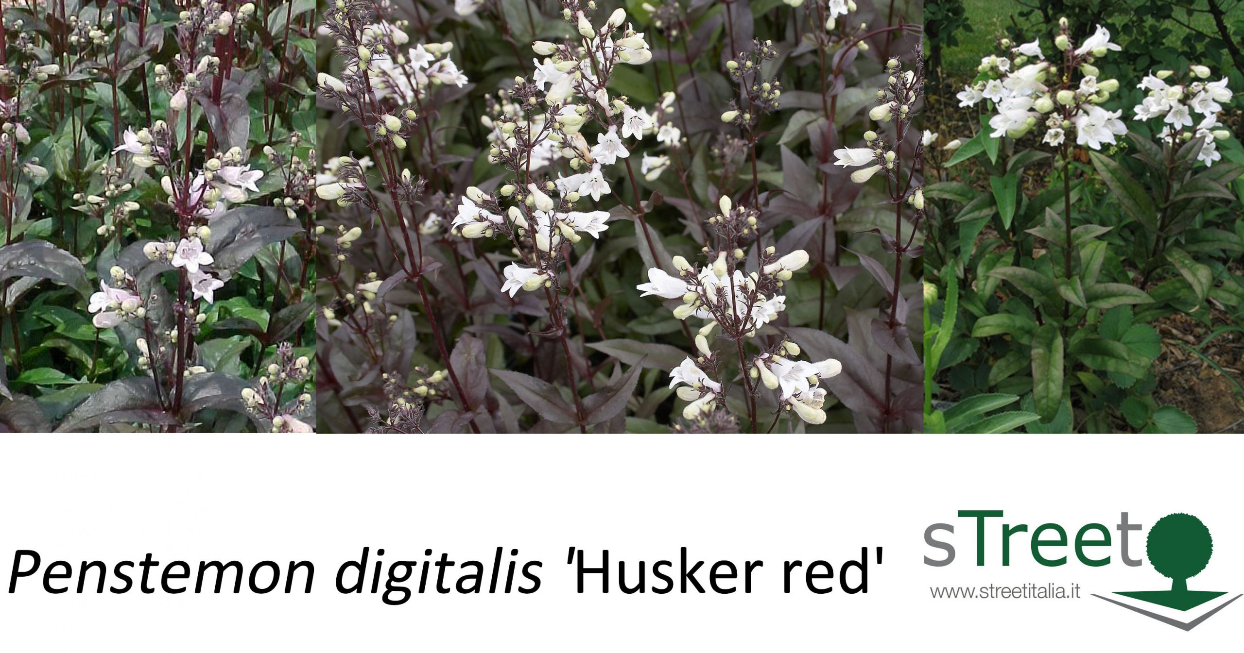 Penstemon digitalis 'Husker red'