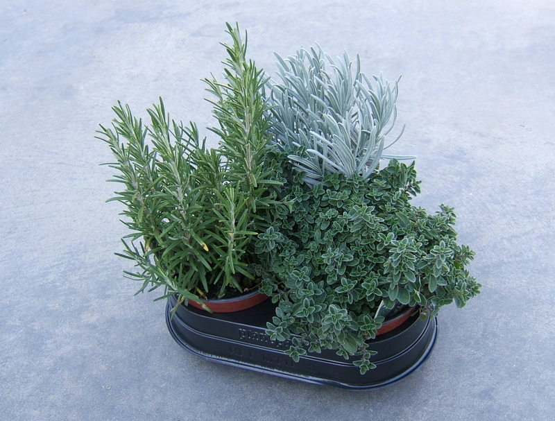 vaso-piante-aromatiche