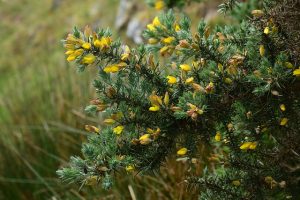 xeriscaping