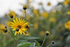 xeriscaping