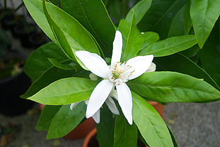 fiore d'arancia