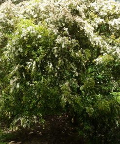 Myrtus communis subsp. tarentina - immagine 4