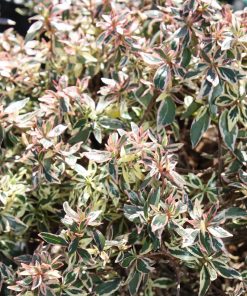 Alternative view of Abelia x grandiflora   “Confetti”