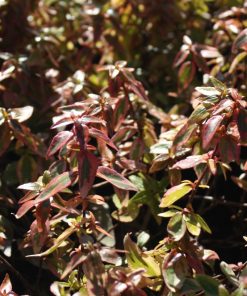 Abelia x grandiflora ‘Kaleidoscope’ - immagine 4
