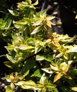 Abelia x grandiflora ‘Kaleidoscope’ - immagine 7