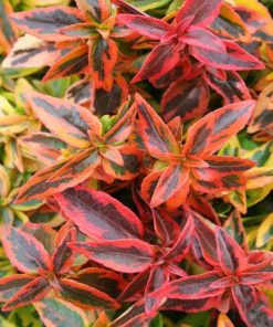 Abelia x grandiflora ‘Kaleidoscope’
