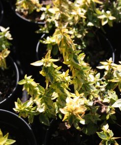Abelia x grandiflora ‘Kaleidoscope’ - immagine 5