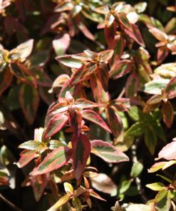 Abelia x grandiflora ‘Kaleidoscope’ - immagine 6