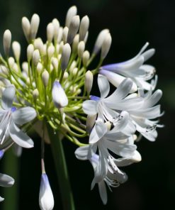Alternative view of Agapanthus "Twister”  -  Giglio africano Twister