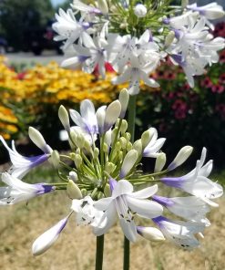Agapanthus "Twister”  -  Giglio africano Twister