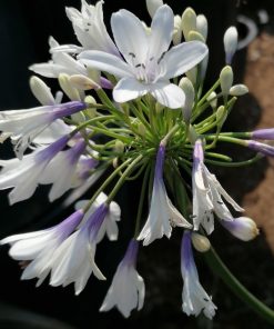 Agapanthus "Twister”  -  Giglio africano Twister - immagine 5