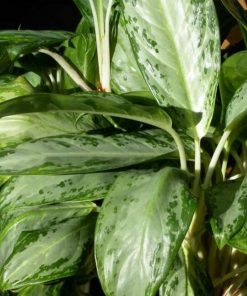 Alternative view of Aglaonema commutatum ‘Treubii’