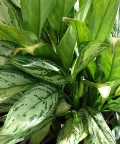 Aglaonema commutatum ‘Treubii’