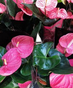 Anthurium andraeanum – Anthurium – Anturio – Flamingo lily