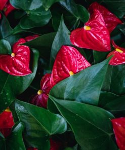 Alternative view of Anthurium andraeanum – Anthurium – Anturio – Flamingo lily