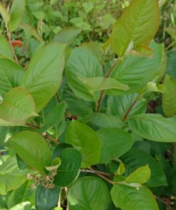 Aronia nera   -  Aronia melanocarpa ‘Viking’ - immagine 3