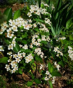Aronia nera   -  Aronia melanocarpa ‘Viking’