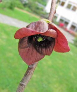 Alternative view of Asimina triloba – Banano di montagna – Banano del Nord - Falso banano – Pawpaw