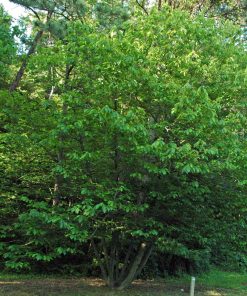 Asimina triloba – Banano di montagna – Banano del Nord - Falso banano – Pawpaw