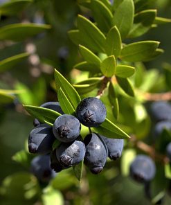 Myrtus communis subsp. tarentina - immagine 3