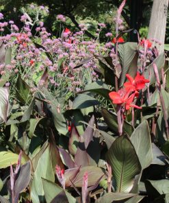 Canna indica – Canna d’India