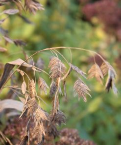 Alternative view of Chasmanthium latifolium – Uniola latifolia - Indian woodoats