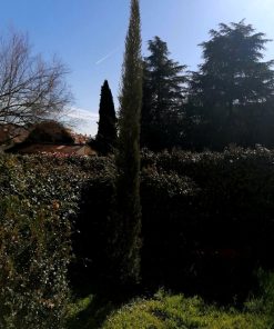 Alternative view of Cipresso nero toscano‘-Cupressus sempervirens ‘Pyramidalis ’