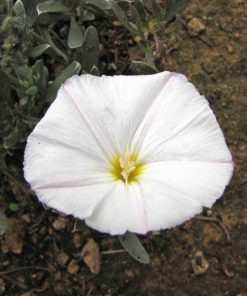 Convolvulus cneorum   -  Convolvolo bianco - immagine 3