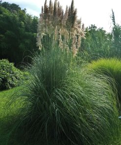 Erba della Pampa  -  Cortaderia Selloana