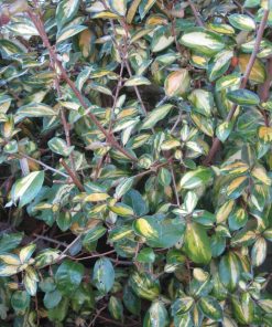 Elaeagnus x submcrophylla  “Limelight”