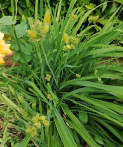 Hemerocallis - “Stella de Oro” - immagine 3