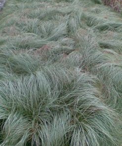 Festuca glauca -  Festuca azzurra