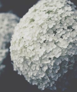 Hydrangea arborescens ‘Annabelle’  -  Ortensia ‘Annabelle’ - immagine 3