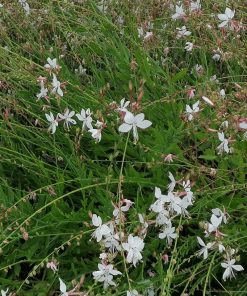 Alternative view of Gaura lindheimeri alba  -  Gaura bianca