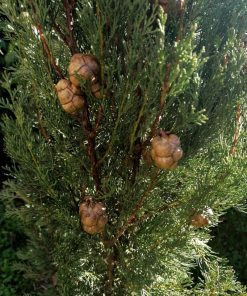 Cipresso nero toscano‘-Cupressus sempervirens ‘Pyramidalis ’ - immagine 3