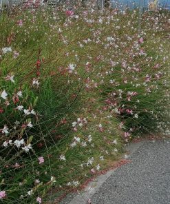 Gaura lindheimeri alba  -  Gaura bianca
