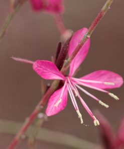 Alternative view of Gaura Lindheimeri  - “Gaudì Red"