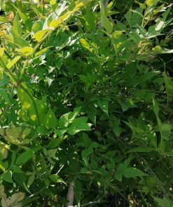 Alternative view of Jasminum officinale  - Gelsomino officinale