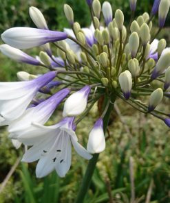 Agapanthus "Twister”  -  Giglio africano Twister - immagine 4