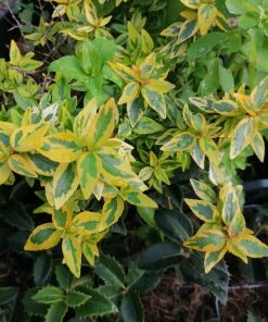 Abelia x grandiflora ‘Kaleidoscope’ - immagine 3