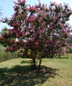 Lagerstroemia indica  ‘Watermelon Red’